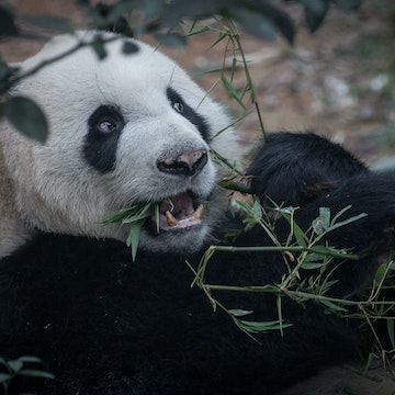 SINGAPORE - MARCH 25:  Giant Panda, Kai Kai is seen in the Giant Panda enclosure during a media tour ahead of the opening of River Safari at the Singapore Zoo on March 25, 2013 in Singapore. The River Safari is Wildlife Reserves Singapore's latest attraction. Set over 12 hectares, the park is Asia's first and only river-themed wildlife park and will showcase wildlife from eight iconic river systems of the world, including the Mekong River, Amazon River, the Congo River through to the Ganges and the Mississippi. The attraction is home to 150 plant species and over 300 animal species including 42 endangered species. River Safari will open to the public on April 3.  (Photo by Chris McGrath/Getty Images)