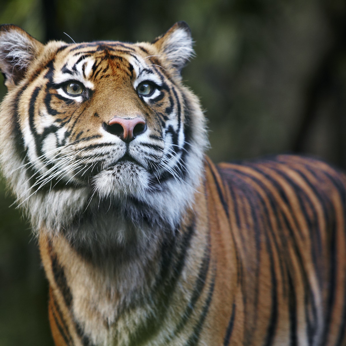 Sumatran Tiger